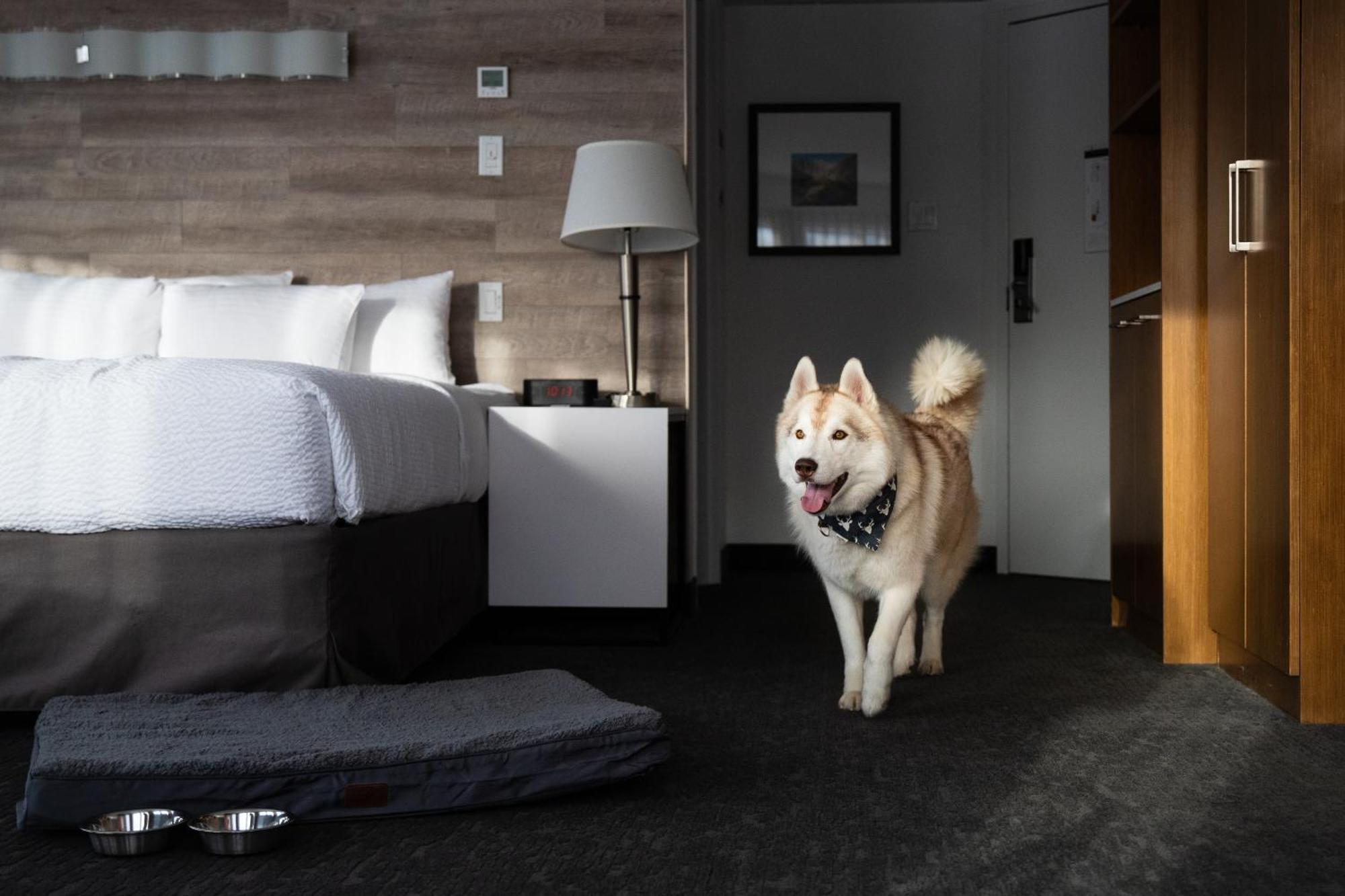 Elk + Avenue Banff